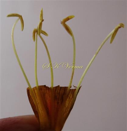  Five Stamens